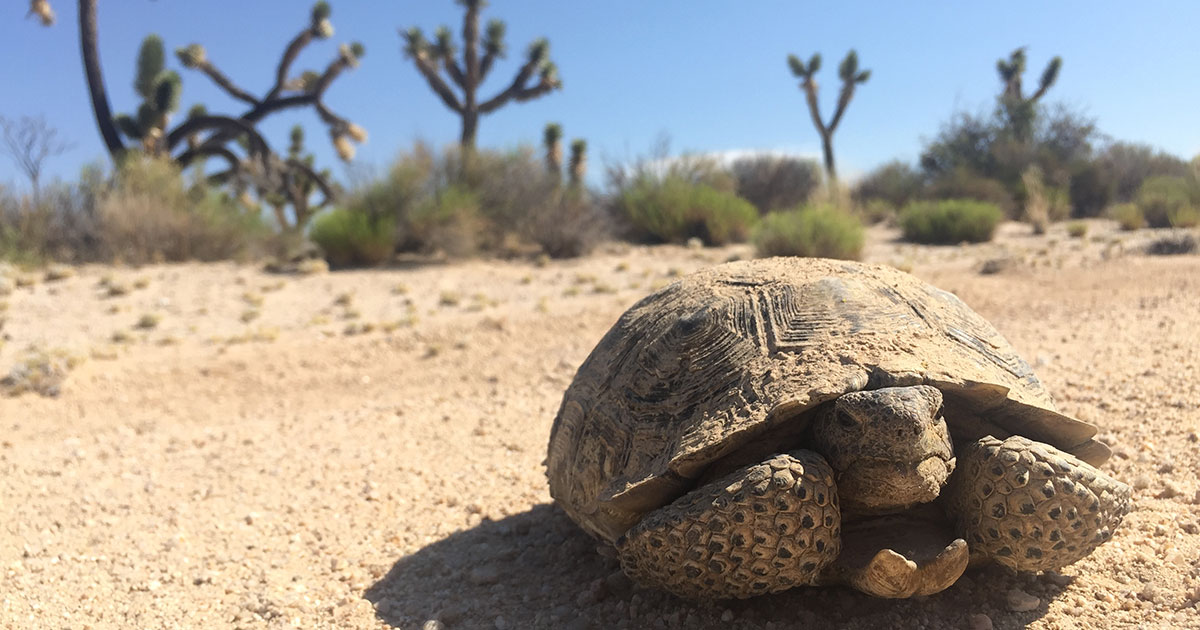 Mojave Desert